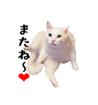 白猫タマの日常2（個別スタンプ：14）