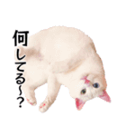 白猫タマの日常2（個別スタンプ：17）