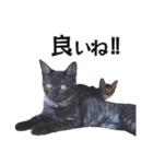 白猫タマの日常2（個別スタンプ：18）
