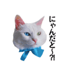 白猫タマの日常2（個別スタンプ：20）
