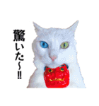 白猫タマの日常2（個別スタンプ：21）