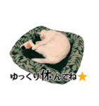 白猫タマの日常2（個別スタンプ：23）