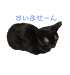 らぶりーにゃんこ（個別スタンプ：1）
