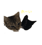らぶりーにゃんこ（個別スタンプ：3）