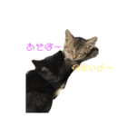 らぶりーにゃんこ（個別スタンプ：4）