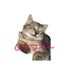 らぶりーにゃんこ（個別スタンプ：5）