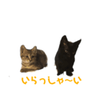らぶりーにゃんこ（個別スタンプ：7）