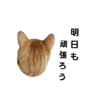 茶トラ猫のブシ君2（個別スタンプ：1）