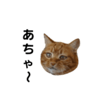 茶トラ猫のブシ君2（個別スタンプ：14）