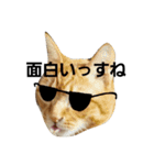 茶トラ猫のブシ君2（個別スタンプ：16）