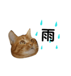 茶トラ猫のブシ君2（個別スタンプ：20）