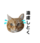 茶トラ猫のブシ君2（個別スタンプ：33）
