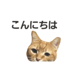 茶トラ猫のブシ君2（個別スタンプ：36）
