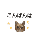 茶トラ猫のブシ君2（個別スタンプ：37）