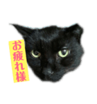 黒猫メル2（個別スタンプ：1）