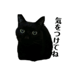 黒猫メル2（個別スタンプ：2）