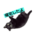 黒猫メル2（個別スタンプ：3）