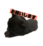 黒猫メル2（個別スタンプ：4）