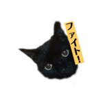 黒猫メル2（個別スタンプ：5）
