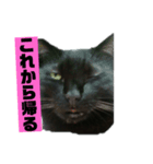 黒猫メル2（個別スタンプ：7）