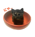 サビ猫わさびちゃん（個別スタンプ：1）