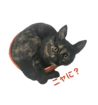 サビ猫わさびちゃん（個別スタンプ：2）