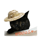 サビ猫わさびちゃん（個別スタンプ：3）