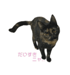 サビ猫わさびちゃん（個別スタンプ：4）