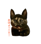 サビ猫わさびちゃん（個別スタンプ：5）