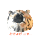 サビ猫わさびちゃん（個別スタンプ：6）