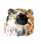 サビ猫わさびちゃん（個別スタンプ：7）