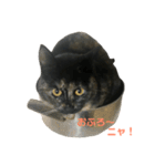 サビ猫わさびちゃん（個別スタンプ：8）