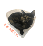 サビ猫わさびちゃん（個別スタンプ：9）