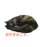 サビ猫わさびちゃん（個別スタンプ：10）