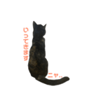 サビ猫わさびちゃん（個別スタンプ：11）