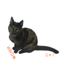 サビ猫わさびちゃん（個別スタンプ：12）
