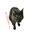 サビ猫わさびちゃん（個別スタンプ：13）