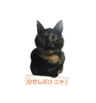 サビ猫わさびちゃん（個別スタンプ：14）