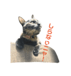 サビ猫わさびちゃん（個別スタンプ：18）