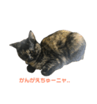 サビ猫わさびちゃん（個別スタンプ：19）