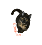 サビ猫わさびちゃん（個別スタンプ：20）