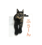 サビ猫わさびちゃん（個別スタンプ：24）