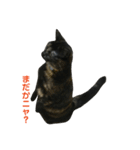サビ猫わさびちゃん（個別スタンプ：28）