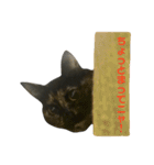 サビ猫わさびちゃん（個別スタンプ：29）