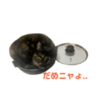 サビ猫わさびちゃん（個別スタンプ：30）