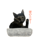 サビ猫わさびちゃん（個別スタンプ：32）