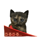 サビ猫わさびちゃん（個別スタンプ：33）