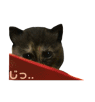 サビ猫わさびちゃん（個別スタンプ：34）