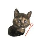 サビ猫わさびちゃん（個別スタンプ：35）