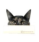 サビ猫わさびちゃん（個別スタンプ：36）